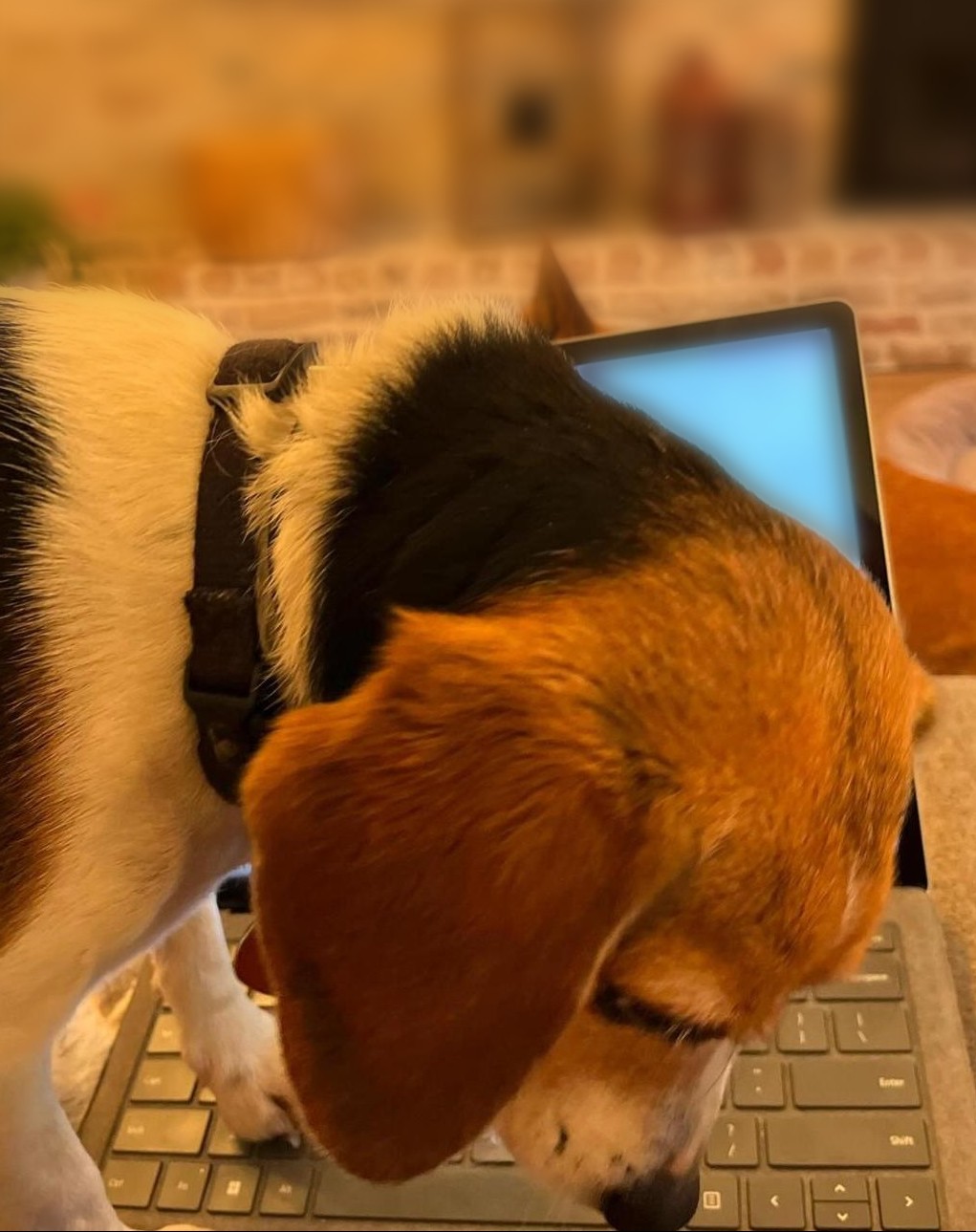 Nola the Beagle standing on Karen's laptop keyboard